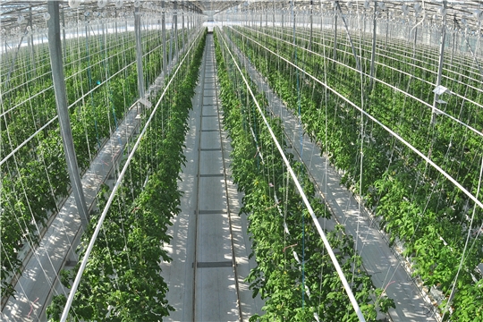 Крупнотоварное производство тепличных овощей в Чувашии превысило рекордные значения