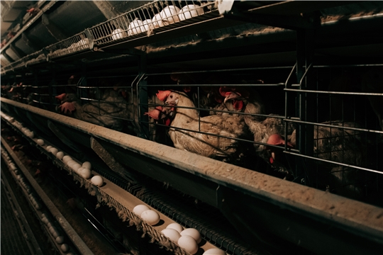 Экспорт мяса птицы в Китай из Чувашии вырос в 4,5 раза в стоимостном выражении