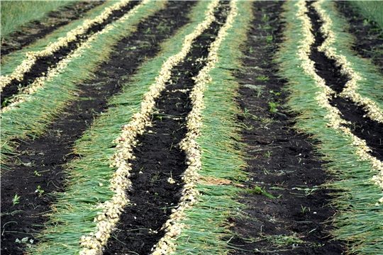 «Агростартап»: благодаря гранту фермер из Чувашии выращивает 45 тонн лука-севка и обеспечивает 2 рабочих места
