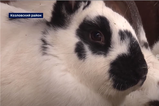 Житель Козловского района Чувашии разводит кроликов разных пород