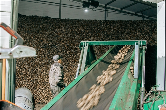 Овощеводы и картофелеводы Чувашии получат 126 млн рублей из федерального бюджета
