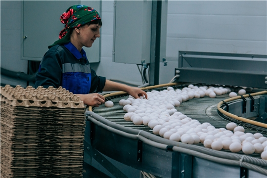 Производство мяса, яиц и молока в Чувашии увеличилось по сравнению с показателями предыдущих лет