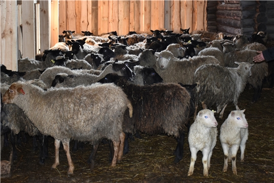 Фермер из Алатырского округа Чувашии рассчитывает в ближайший год довести поголовье до 1000 овец и заняться агротуризмом