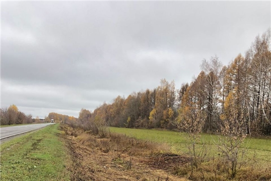 На автомобильной дороге Чебоксары – Сурское приступили к вырубке кустарников и мелколесья