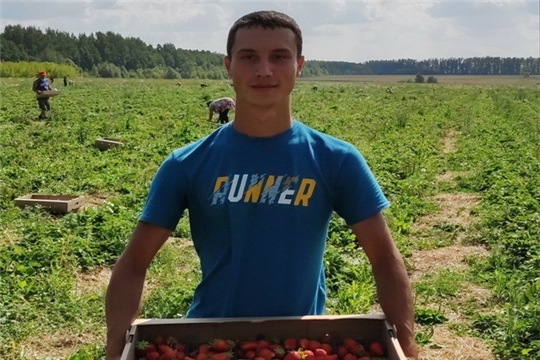 Молодой фермер из Чувашии наладил свое дело по выращиванию клубники на средства соцконтракта