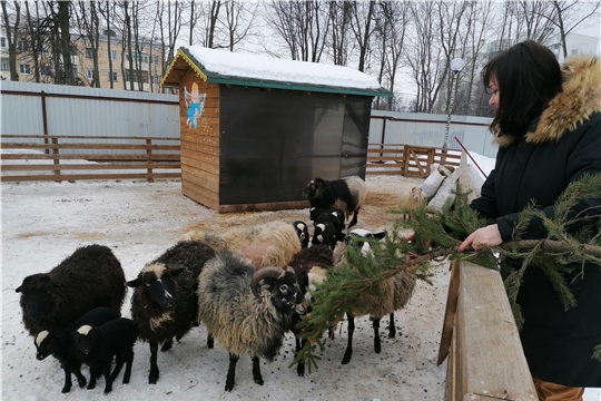 Чебоксарский зооуголок объявляет акцию по сбору живых новогодних елей