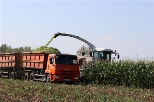 В хозяйствах Шемуршинского района заканчивается уборка зерновых и зернобобовых культур