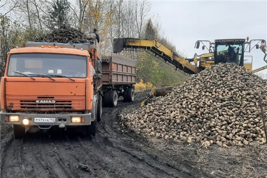 ООО «Агрофирма «Колос» приступило к уборке сахарной свеклы