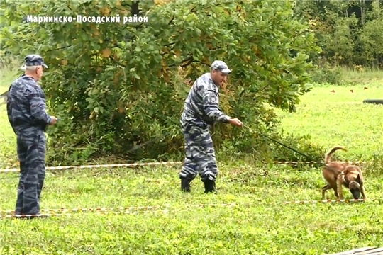 В Чувашии проходят Всероссийские соревнования специалистов-кинологов