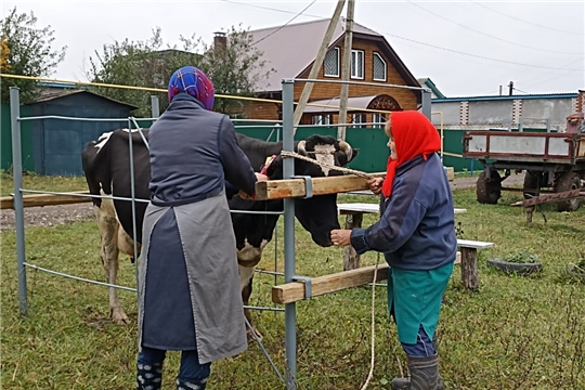 В Моргаушском районе проводится маркирование крупного рогатого скота