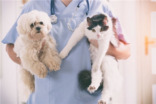 В Госдуму внесен законопроект об обязательной стерилизации домашних животных