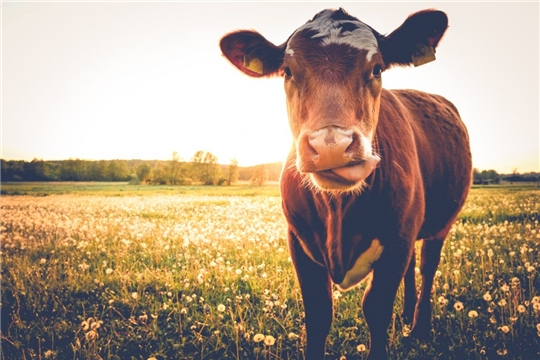 Лечение кормового травматизма у коровы