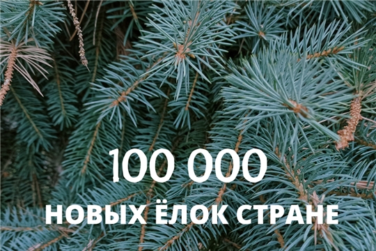 Экологи рассказали, как жителям Чувашии компенсировать ущерб от незаконных предновогодних вырубок