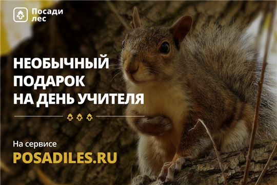 Почему на День учителя дарят лес вместо цветов