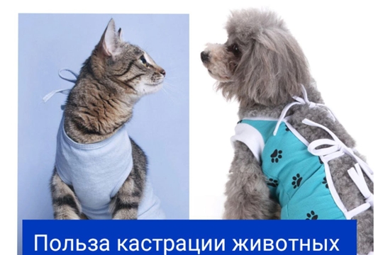 ПОЛЬЗА КАСТРАЦИИ ЖИВОТНЫХ