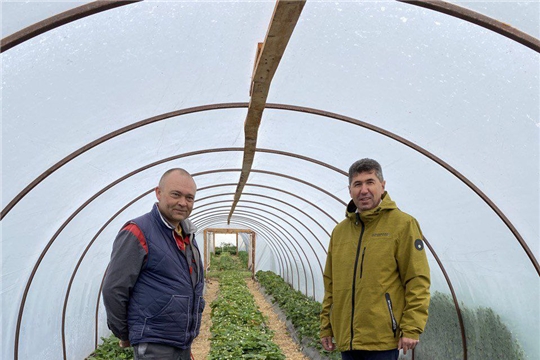 Сергей Беккер ознакомился с ягодным хозяйством семьи Борисовых из деревни Михайловка