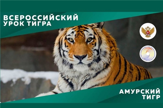 Всероссийский урок тигра