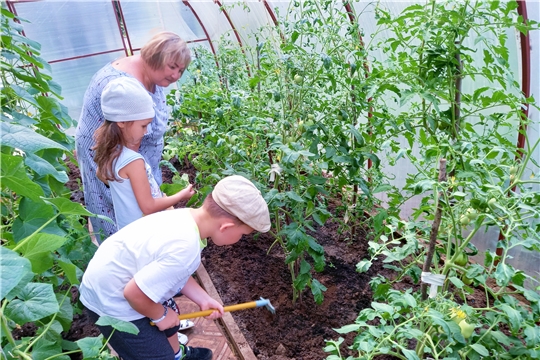 Теплицы и мини-огороды в детских садах столицы- центры притяжения экологического воспитания