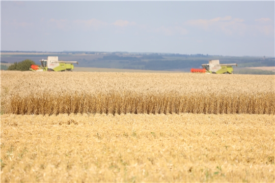 В Чувашии уже намолочено около 250 тысяч тонн зерна