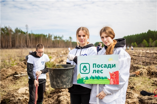 За весну проект «Посади лес» восстановил более 400 тысяч деревьев