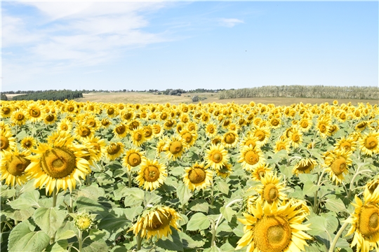 На полях Красночетайского района цветет подсолнечник