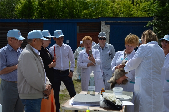 Республиканский смотр-конкурс «Лучший ветеринарный врач-эпизоотолог» состоялся в Мариинско-Посадском районе