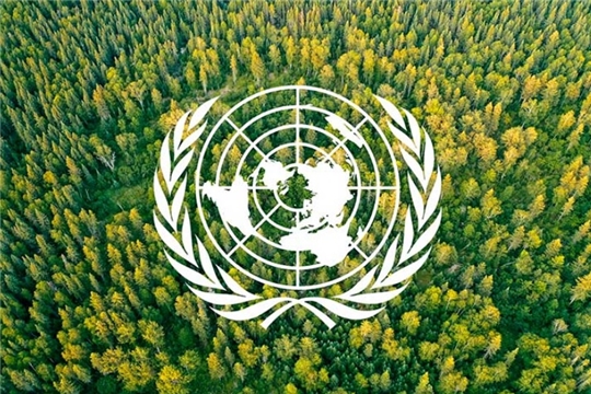 Рослесхоз предложил укреплять международное сотрудничество в лесной сфере