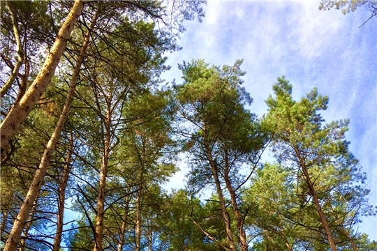 Чувашия вошла в ТОП-10 регионов по эффективности ведения лесного хозяйства в России