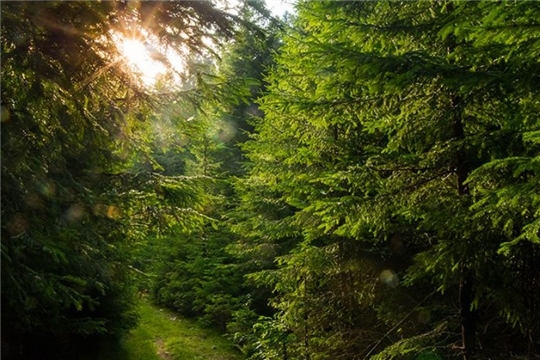 Рослесхоз: границы всех лесничеств, расположенных на землях лесного фонда, планируется установить в 2023 году