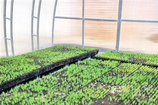 В Минприроды Чувашии обсудят актуальные вопросы выращивания сеянцев с закрытой корневой системой