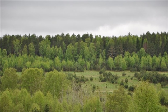 Об утверждении форм ведения государственного лесного реестра