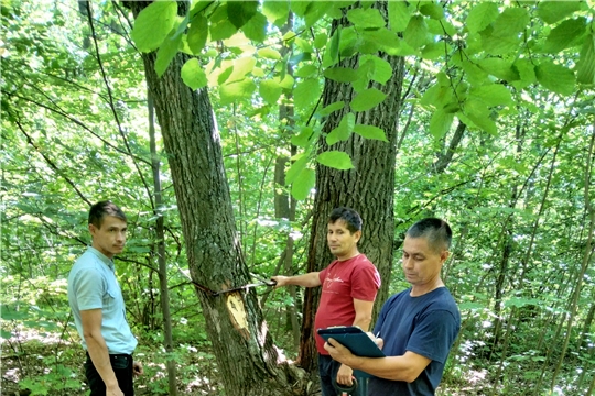Работники Цивильского участкового лесничества «Опытное лесничество» проводят лесопатологическое обследование лесных насаждений