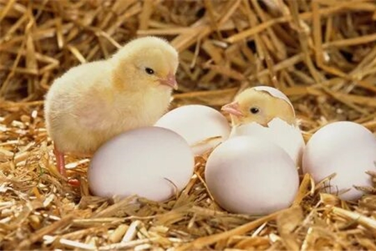 Птицеводческие предприятия Чувашии реализуют населению живую птицу и инкубационные яйца
