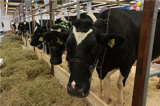 В Чувашии растет средний надой молока на одну корову предпросмотр