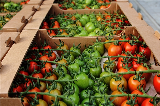 На 27 мая в теплицах республики собрано 13,2 тыс. тонн овощей