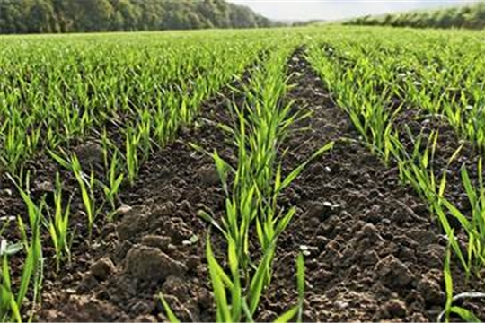 В хозяйствах Порецкого и Яльчикского районов выполнен план сева яровых зерновых и  зернобобовых культур