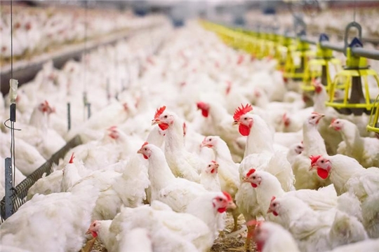 Птицеводы заявляют о «колоссальном профиците» на рынке мяса птицы РФ