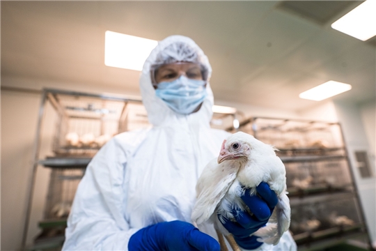 В мире за неделю выявили почти 200 новых очагов гриппа птиц
