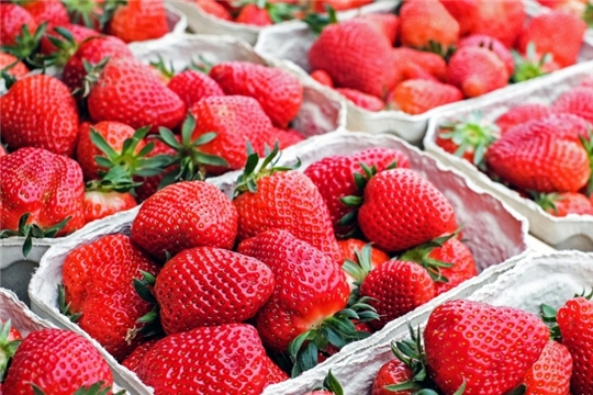 Сбор плодов и ягод в России с начала 2022 года вырос в 1,4 раза 