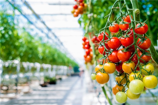 Урожай тепличных овощей в Чувашии превышает рекордные объемы прошлого года на 7,4%,