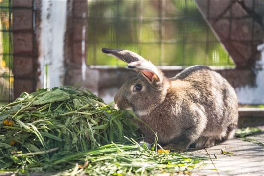 Президент России Владимир Путин разрешил разводить кур и кроликов на садовых и огородных участках