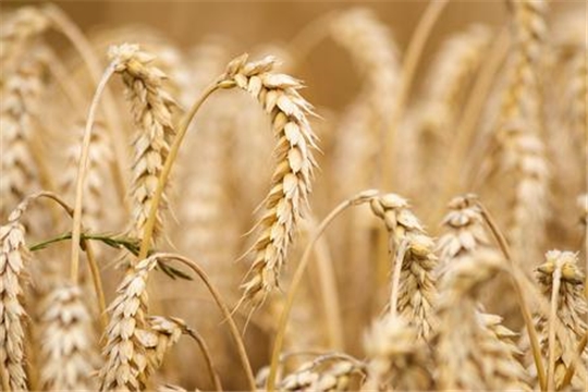 В России собрано более 30 млн тонн зерна