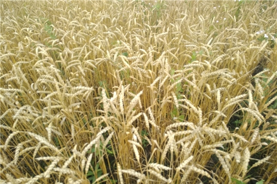 Зерно нового урожая начало поступать в закрома хозяйств Урмарского района