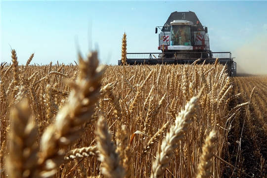 В России сбор зерна достиг 51 млн тонн