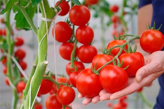 Урожай тепличных овощей в Чувашии на 1,1 тыс. тонн превышает уровень прошлого года