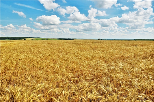 В сельхозпредприятиях Вурнарского района наряду с заготовкой кормов готовятся к приему зерна нового урожая