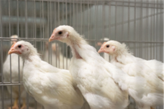 В России зарегистрирована вакцина против гриппа птиц «АвиФлуВак»