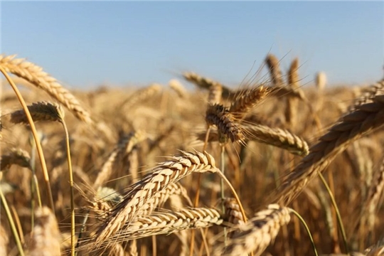 Россельхознадзор планирует обследовать в 2022 году 20 млн тонн зерна