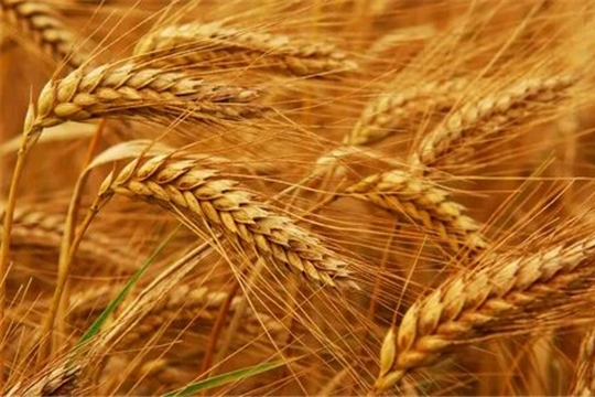 Дожди снижают качество зерна, доля фуража растет