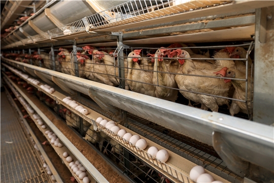 Птицефабрика «Моргаушская» рассчитывает выйти на производство 300 млн яиц в год